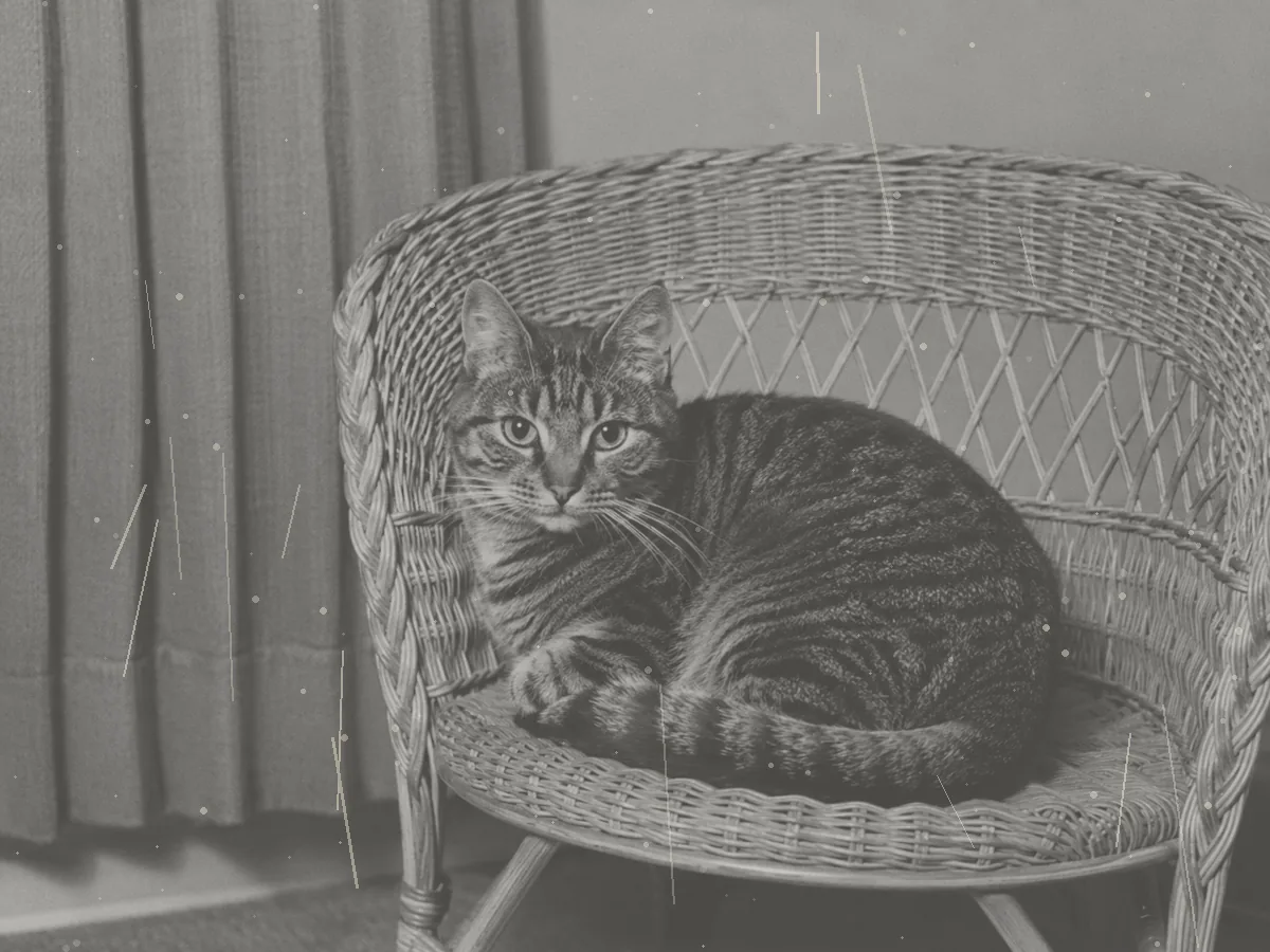Černobílá fotografie opotřebovaného ratanového křesla s motivem tygřího vzoru z konce sedmdesátých let.